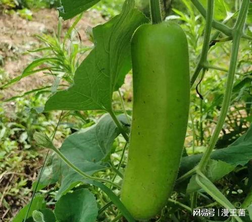 网红吃瓠子瓜是真的吗,真相揭秘还是炒作? 第3张 网红吃瓠子瓜是真的吗,真相揭秘还是炒作? 第3张